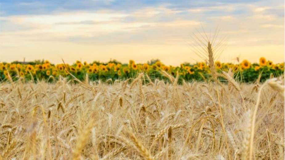 Запрет на импорт зерна из Украины продлили еще на три месяца